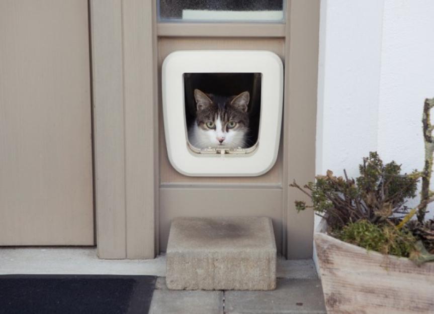 how to train a cat to use a cat door 4