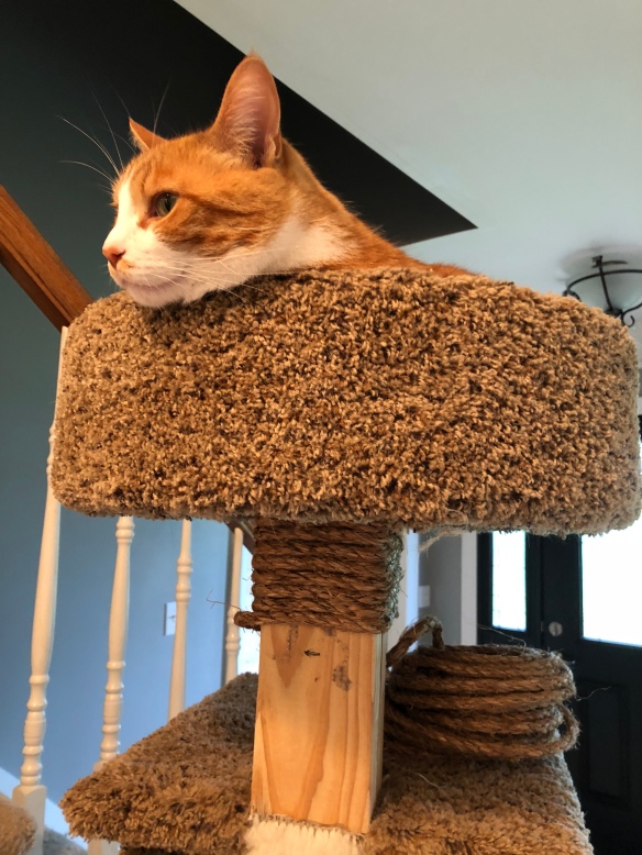 What To Do With Old Cat Tree?