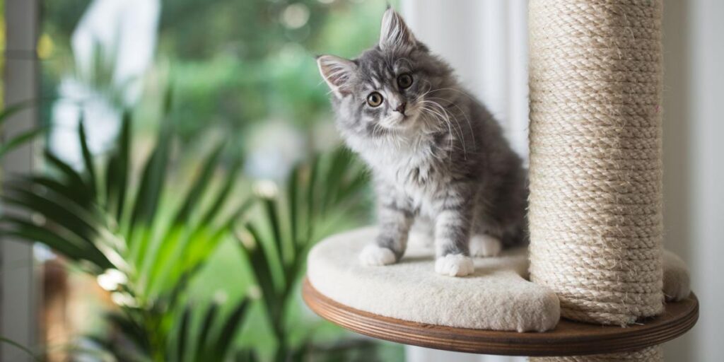 Will Cats Use A Used Cat Tree?