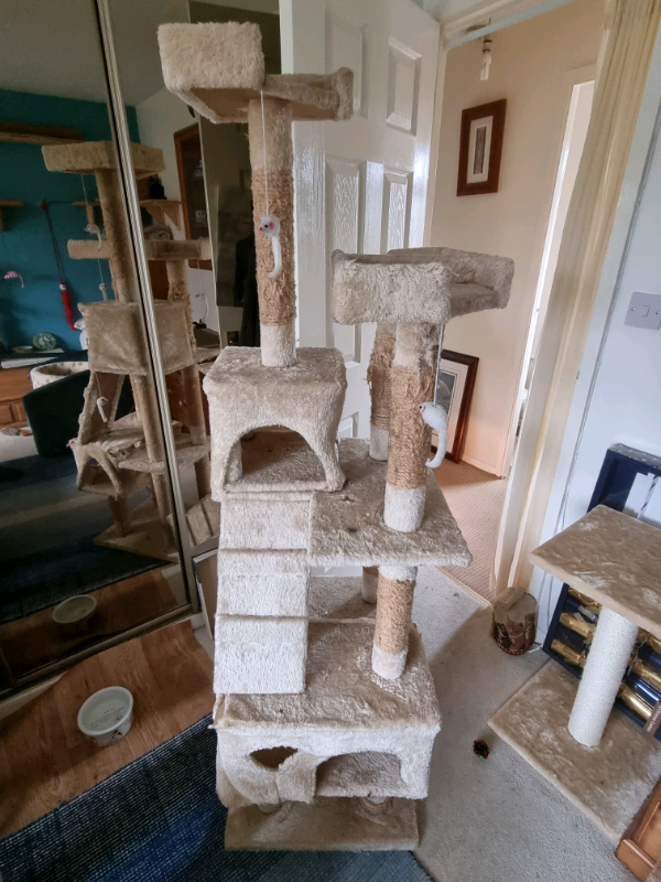 Will Cats Use A Used Cat Tree?