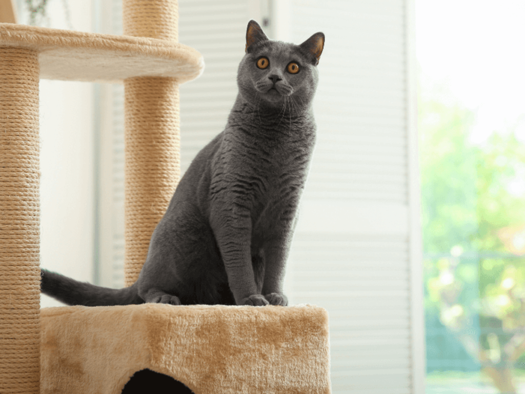 Will Cats Use A Used Cat Tree?