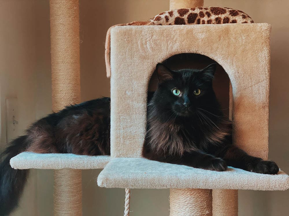 Will Cats Use A Used Cat Tree?