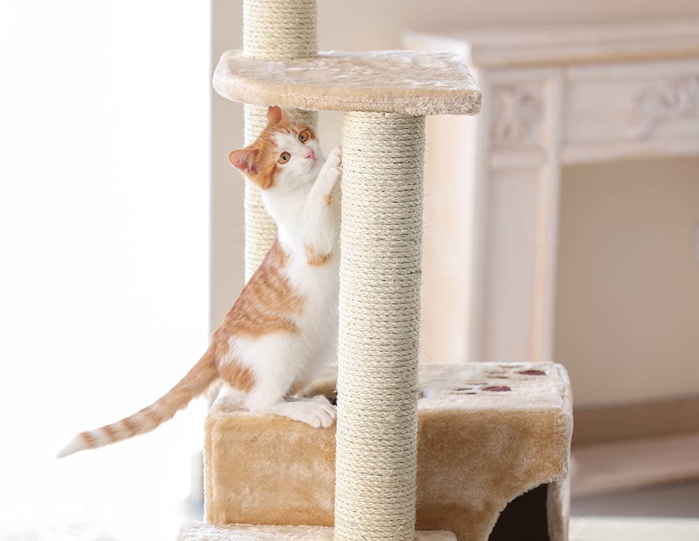 Will Cats Use A Used Cat Tree?